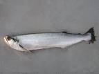 Fish in the Pantanal Close-