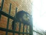 snopes.com: Wrought Iron Fence Decapitation