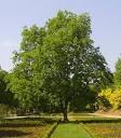 Arbor tree surgeons ::: 832-598- TREE (8733) ::: Shed some light on ... 