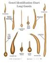 The Gourd Reserve - all about gourds-