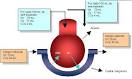 Esquema de <b>intercambio gaseoso</b>