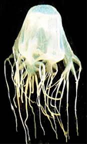 external image images?q=tbn:ANd9GcQMIkNg-KTyKLkrVyzctipWFZLAgGxirY_1SxSCQwNys-NWekJY