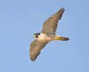 peregrine falcon pronunciation