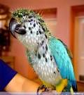 amazing photoshopped animals