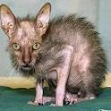worlds most ugliest cats