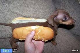 Bildergebnis für ‫سگ واقی وکربه واقی‬‎