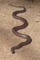 Eastern brown snake - Wikipedia, the free encyclopedia