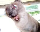 hilarious pictures of animals