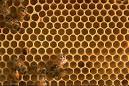 Oracle collaborates with Beehive | ZDNet