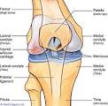 Cartilage Injuries and Restoration: Orthopaedic Specialists and ...