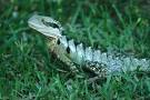 Water Dragon