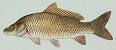 300px-Common_carp.jpg