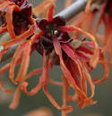 <b>Hamamelis</b> 'Jelena' (Witch