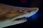 File:Grey nurse shark 2.jpg - Wikipedia, the free encyclopedia
