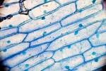 Onion cells 2 — Fotopedia - via Daymix