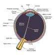 <b>Anterior chamber</b> of eyeball