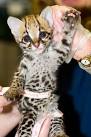 Keefers • morethanfrank: Baby ocelot, anyone?