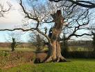 Old winter tree in the car - via Daymix