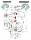 <b>systeme nerveux autonome</b>