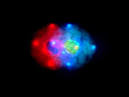 Atom Standard