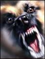 Dog Aggression Dog Training Chicago