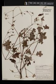 Image result for Geranium flanaganii