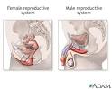  Male and female reproductive systems: Medline Plus Medical ... 