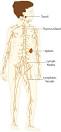 Lymphatic system - Wikipedia, the free encyclopedia