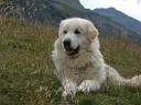 Sheepdogs Used to Guard Troubled Penguin Colony : TreeHugger