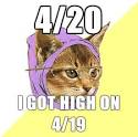 hipster cat