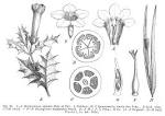 File:<b>Loganiaceae</b> spp EP-IV2-028.png - Wikimedia Commons