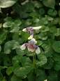 <b>Violaceae</b>