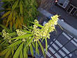 Cannabis cultivation - Wikipedia, the free encyclopedia