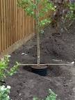 How to Plant a Tree in Your Garden : Outdoors : Home &amp; Garden ...