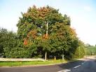 On the first day of autumn, trees beside Pillmawr Road in Malpas are - via Daymix