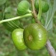 Tin: Fruit From Paradise