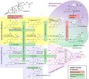 Congenital adrenal hyperplasia - Wikipedia, the free encyclopedia