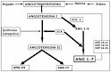 la <b>angiotensina I</b> en