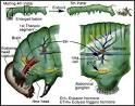 Neuroethology: Ecdysis in Manduca Sexta