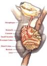 insides.jpg