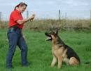 Professional Dog Training | BasicDogTrainingSite.