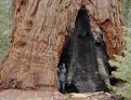 giantsequoia2m-240.jpg?1274124446