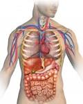 Anatomy Of The Human Body Royalty Free Stock Photo, Pictures ...
