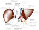 Live Donor Liver Transplant