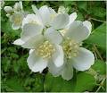 <b>Syringa</b> blossoms - click to