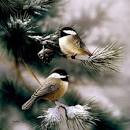 Galleries : Bradley Jackson Studio, Wildlife Artist
