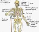 Muscular and Skeletal Systems