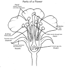 Parts of a Flowering Plant