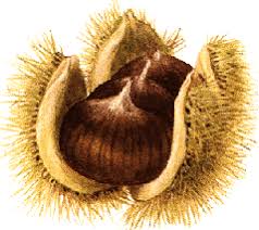 disegno