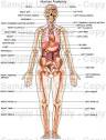 Know Your Anatomy? 6 Experts Weigh In On the Yoga Connection and ...